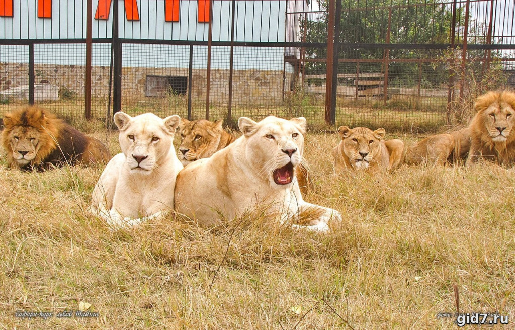 🦁 Прайд львов на отдыхе