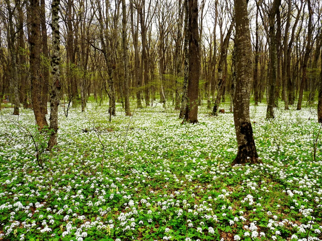 Таманская лесная дача