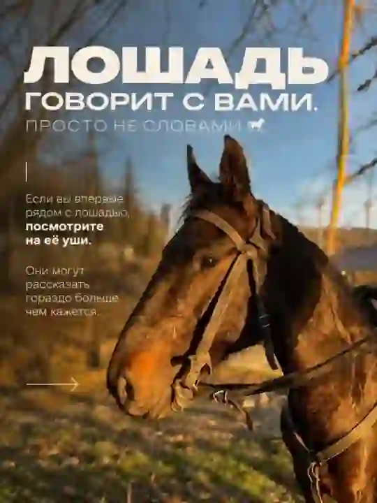 Лошади говорят с нами - просто не словами — Конные прогулки в Домбае