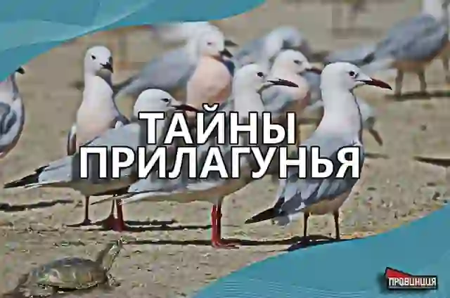В воскресенье - 11.10.2026, ПРОВИНЦИЯ приглашает Вас на экскурсию «Тайны Прилагунья» по Дендропарку и При… — Экскурсии в Новороссийске